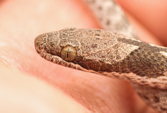 Hypsiglena chlorophaea