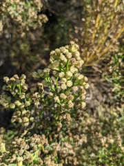 Baccharis sergiloides