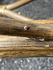 Dendrocoris humeralis