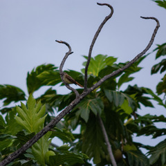 Myiodynastes luteiventris