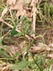 Chenopodium betaceum