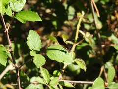 Calopteryx haemorrhoidalis