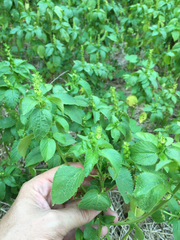 Acalypha ostryifolia