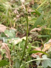 Chenopodium betaceum