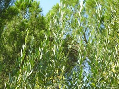 Salix × fragilis