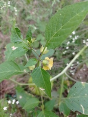 Physalis philadelphica
