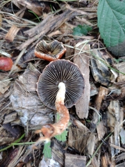 Leratiomyces ceres