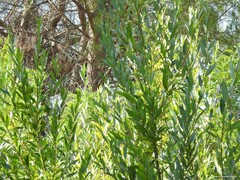 Salix × fragilis