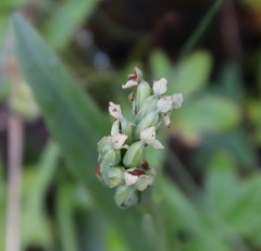 Platanthera hyperborea