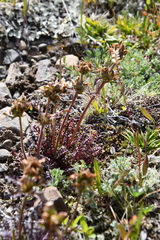 Pedicularis amoena