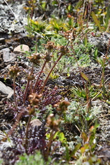 Pedicularis amoena