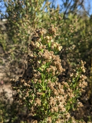 Baccharis sergiloides