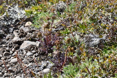 Pedicularis amoena