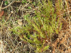 Santolina rosmarinifolia