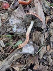 Leratiomyces ceres