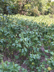 Acalypha ostryifolia