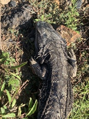 Pogona barbata