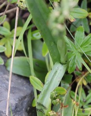 Platanthera hyperborea