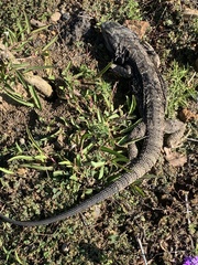Pogona barbata