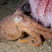 Curled Octopus - Photo (c) Bernard Picton, some rights reserved (CC BY), uploaded by Bernard Picton