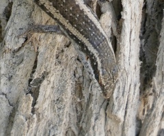 Trachylepis spilogaster