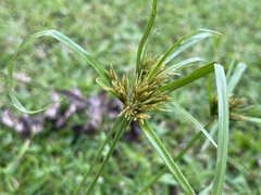 Cyperus polystachyos