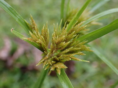 Cyperus polystachyos