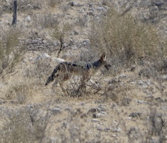 Lupulella mesomelas mesomelas