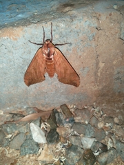 Pseudoclanis postica