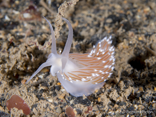 Coryphella browni
