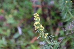 Platanthera hyperborea