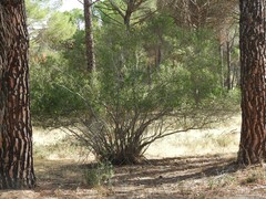 Pinus pinea