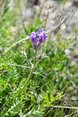 Oxytropis arctica taimyrensis