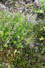 Oxytropis arctica taimyrensis