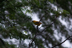 Icterus nigrogularis