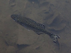 Kuhlia marginata