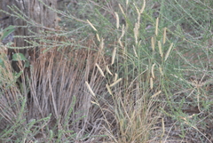 Bouteloua gracilis