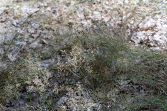 Agrostis