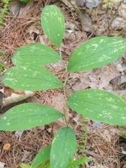 Uvularia sessilifolia