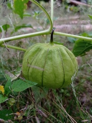 Physalis philadelphica
