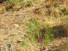 Quercus rotundifolia