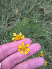 Helenium amarum