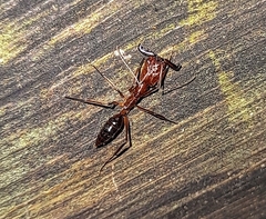 Odontomachus haematodus