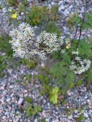Thalictrum pubescens