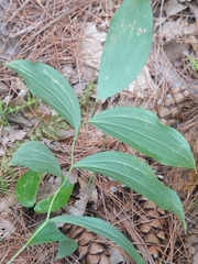 Uvularia sessilifolia