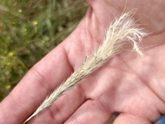 Bothriochloa laguroides