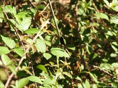 Calopteryx haemorrhoidalis