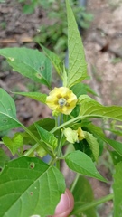 Physalis philadelphica