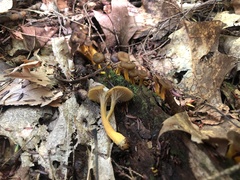 Craterellus tubaeformis