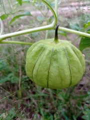 Physalis philadelphica